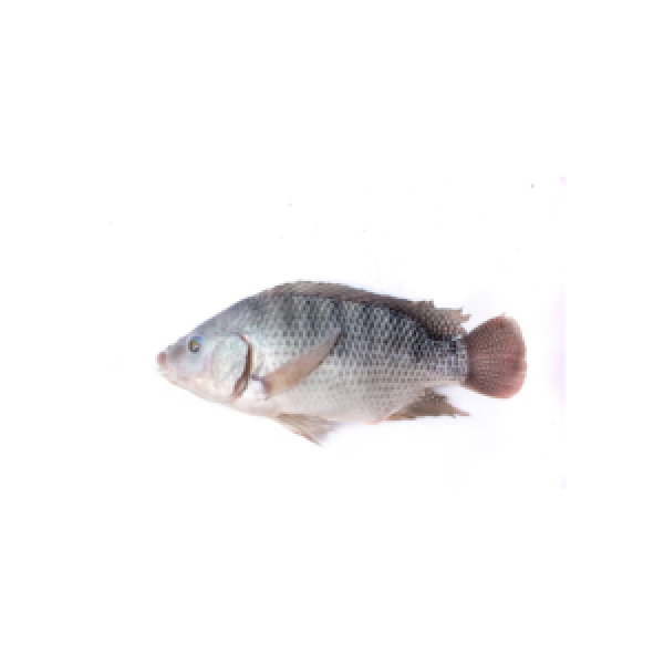 Tilapiah Fish