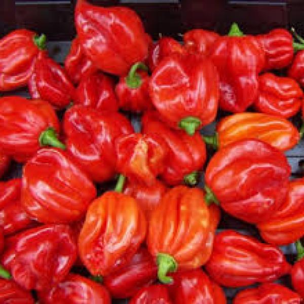 Fresh Pepper