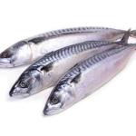 Mackerel Fish