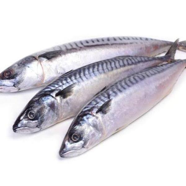 Mackerel Fish